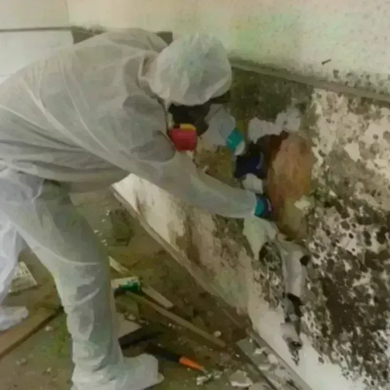 Mold Remediation and Removal in Port Aransas, TX